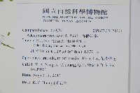 多歧沙參藏品圖，第2張