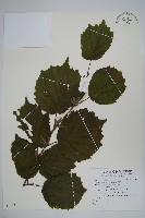 毛榛藏品圖，第1張