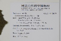 毛榛藏品圖，第2張