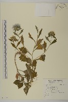 登錄號:S128377藏品圖，第1張