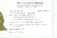 沙棶藏品圖，第2張