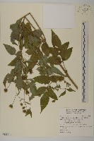 小白花鬼針藏品圖，第1張