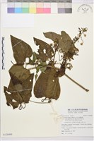 田代氏鐵線蓮藏品圖，第1張