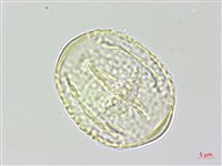 黑木藍藏品圖，第1張