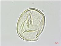 黑木藍藏品圖，第2張