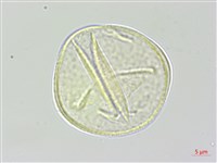 黑木藍藏品圖，第3張