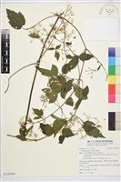 串鼻龍藏品圖，第1張