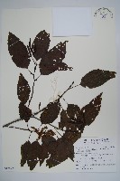 臺灣赤楊、臺灣榿木藏品圖，第1張