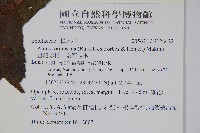 臺灣赤楊、臺灣榿木藏品圖，第2張