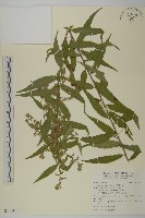 臺灣馬蘭藏品圖，第1張