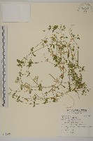 繁縷藏品圖，第1張