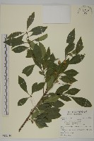 厚葉衛矛, 源一木藏品圖，第1張