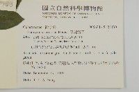 厚葉衛矛, 源一木藏品圖，第2張