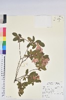 金毛杜鵑藏品圖，第1張