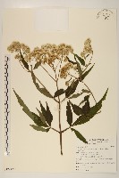 台灣澤蘭藏品圖，第1張