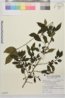 畢祿山鼠李藏品圖，第1張