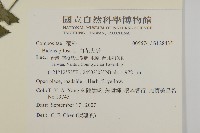 白花鬼針藏品圖，第2張