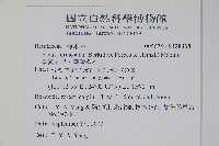 臺灣赤楊、臺灣榿木藏品圖，第2張