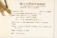 黃花三七草藏品圖，第2張