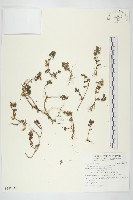 能高佛甲草藏品圖，第1張