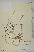 玉山石竹藏品圖，第1張