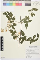 梨山小蓑衣藤藏品圖，第1張