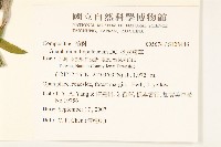 秋鼠麴草藏品圖，第2張