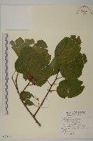 大葉南蛇藤藏品圖，第1張