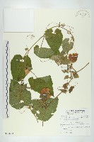 青牛膽藏品圖，第1張