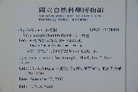 高山莢迷藏品圖，第2張