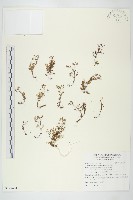 火焰草藏品圖，第1張