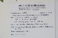 細葉蘭花參藏品圖，第2張