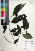 台北玉葉金花藏品圖，第1張