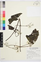 串鼻龍藏品圖，第1張