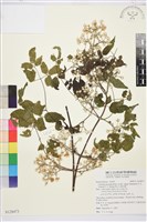 梨山小蓑衣藤藏品圖，第1張