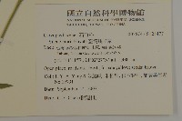 臺灣蠅子草藏品圖，第2張