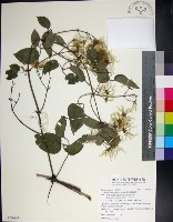 麥氏鐵線蓮藏品圖，第1張