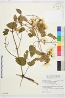 麥氏鐵線蓮藏品圖，第2張