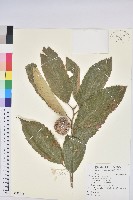 板栗藏品圖，第1張