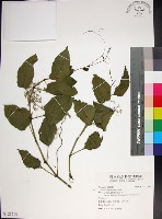 粉藤藏品圖，第1張