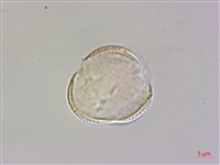 檉柳、華北檉柳藏品圖，第1張