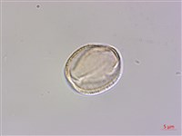 檉柳、華北檉柳藏品圖，第2張