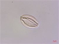 檉柳、華北檉柳藏品圖，第3張