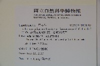 臺灣蝴蝶戲珠花、臺灣蝴蝶花藏品圖，第2張