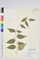 白珠樹藏品圖，第1張