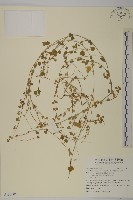 華八仙藏品圖，第1張