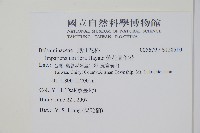 紫花鳳仙花藏品圖，第2張