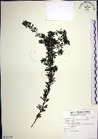 鐵掃帚、千里光藏品圖，第1張