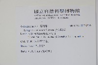 疏花鷗蔓藏品圖，第2張