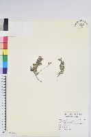 高山白珠樹藏品圖，第1張